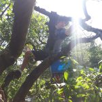 Image of Terry Trowbridge in a tree, picking fruit.